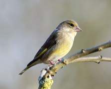 Greenfinch, female 23-02-14