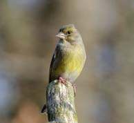 Greenfinch, female 24-02-14