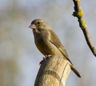 Greenfinch, female 24-02-14