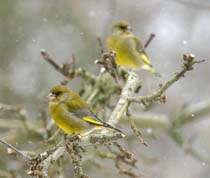 Greenfinch in snow