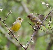 Male and female greenfinch courting in the rain