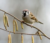 Tree Sparrow on hazel