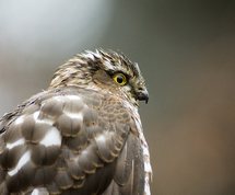 Spurvehøg i regnvejr