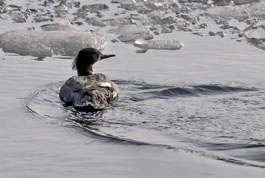Mergus merganser - Goosander