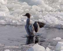 Mergus merganser - Goosander