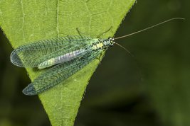 Guldøje chrysopidae perla