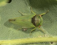 Egecikade - Iassus lanio