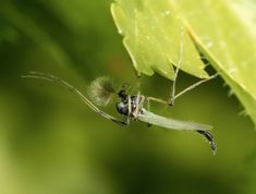 Lille dansemyg med fjergrenet antenne