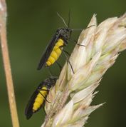 Sørgemyg - Sciara sp.
