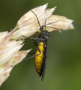 Sørgemyg - Sciara sp.