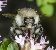 Agerhumle på oregano