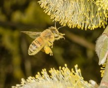 Honning bi samler pollen fra pil