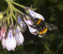 Jordhumle laver hul øverst i blomsten på kulsukker for at komme ind til nektaren