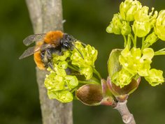 Rødpelset jordbi i blomstrende spidsløn