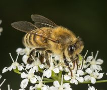 Honningbi på skvalderkål