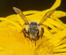 Jordbi - Andrena sp.