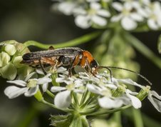 Blødvinge - Cantharis pellucida