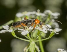 Blødvinge - Cantharis pellucida