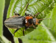 Stor blødvinge - Cantharis fusca