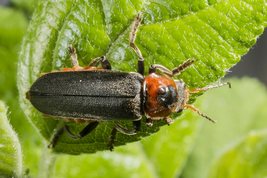 Stor blødvinge - Cantharis fusca