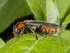 Stor blødvinge - Cantharis fusca