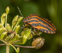 Stribetæge - Graphosoma lineatum