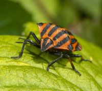 Stribetæge - Graphosoma lineatum