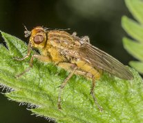 Almindelig gødningsflue