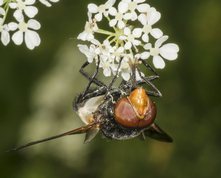 Hvidbåndet humlesvirreflue