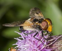 Hvidbåndet humlesvirreflue på tidsel