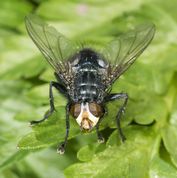 Spyflue - Cynomya mortuorum