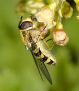 Almindelig havesvirreflue på ribsblomst