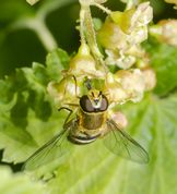 Almindelig havesvirreflue på ribsblomst