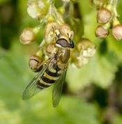 Almindelig havesvirreflue på ribsblomst