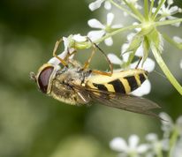 Almindelig havesvirreflue på vild kørvel