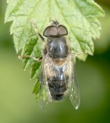Gulfodet dyndflue