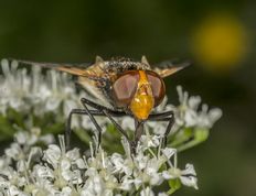 Hvidbåndet humlesvirreflue på skvalderkål