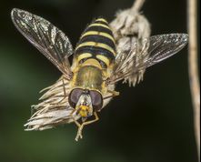 Almindelig havesvirreflue