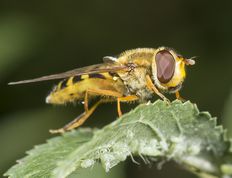 Almindelig havesvirreflue