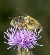 Droneflue på tidsel
