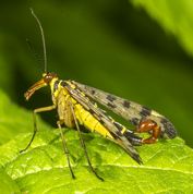 Almindelig skorpionflue han