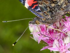 Admiralsommerfugl tæt på