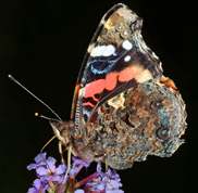 Admiral sommerfugl set fra siden