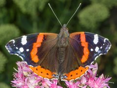 Admiral sommerfugl på sankthansurt