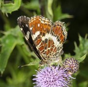 Nældesommerfugl 2. generation