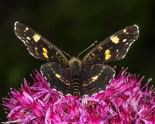 Nældesommerfugl 2. generation