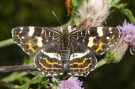 Nældesommerfugl 2. generation