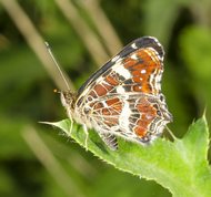 Nældesommerfugl 2. generation