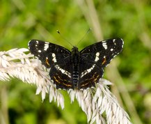 Nældesommerfugl 2. generation