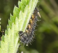 Nældesommerfugle larve